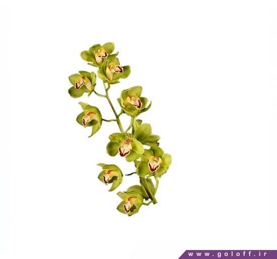 فروش گل آنلاین - گل ارکیده سیمبیدیوم زوما - Cymbidium Orchid | گل آف